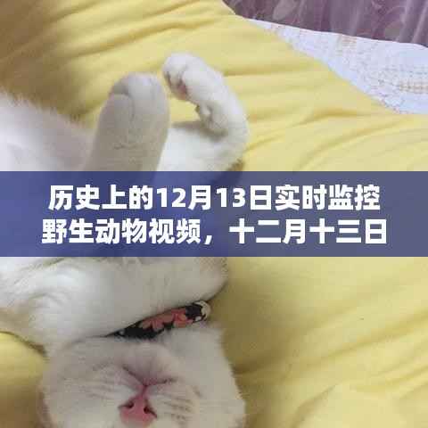 12月13日野生動物實時監控視頻的歷史回眸及其影響