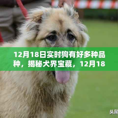 揭秘犬界寶藏，犬類品種的多樣性與實時了解（12月18日）