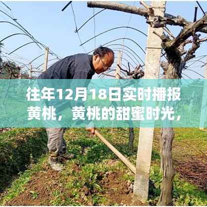 黃桃的甜蜜時光，友情、家庭與愛的溫馨故事實時播報