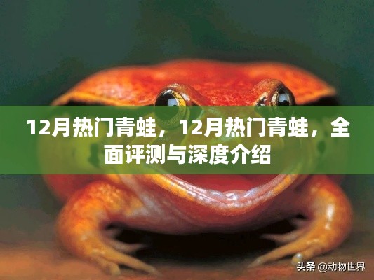 全面評(píng)測(cè)與深度介紹，十二月熱門青蛙