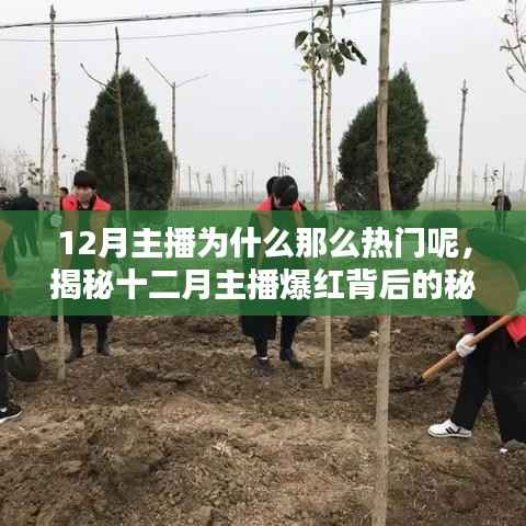 揭秘十二月主播爆紅的秘密，為何冬季成為主播的熱門焦點？