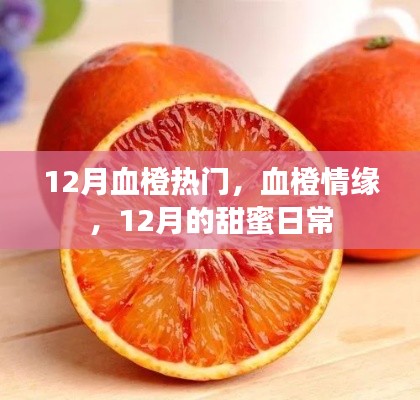 12月血橙情緣，甜蜜日常的浪漫篇章