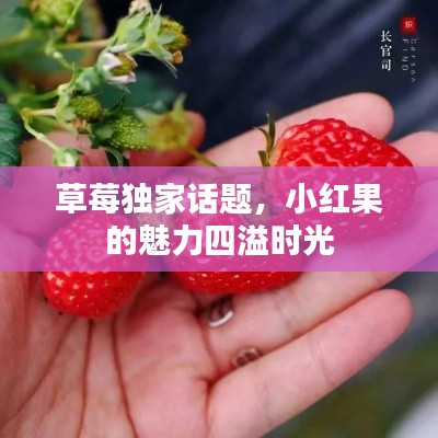 草莓獨家話題，小紅果的魅力四溢時光