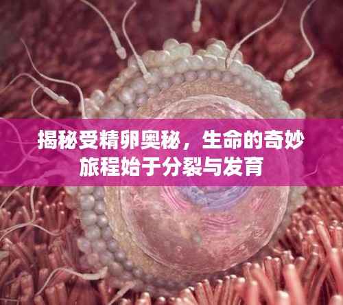 揭秘受精卵奧秘，生命的奇妙旅程始于分裂與發(fā)育