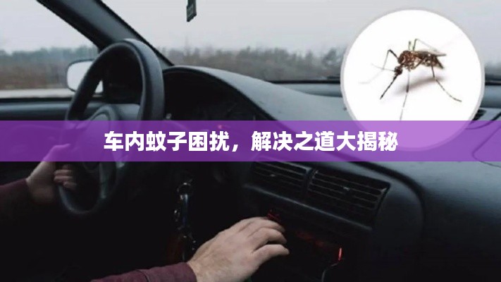 車內蚊子困擾，解決之道大揭秘
