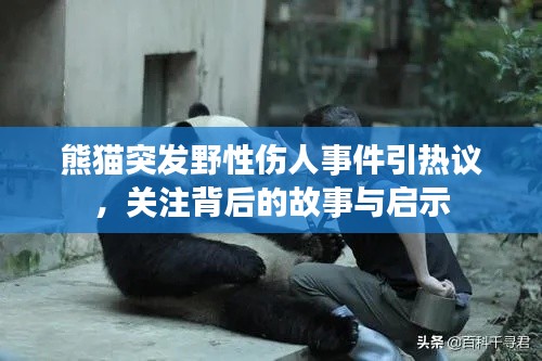 熊貓突發(fā)野性傷人事件引熱議，關(guān)注背后的故事與啟示