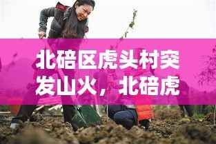 北碚區(qū)虎頭村突發(fā)山火，北碚虎頭山林果園怎么樣 