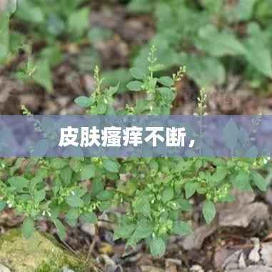 皮膚瘙癢不斷， 