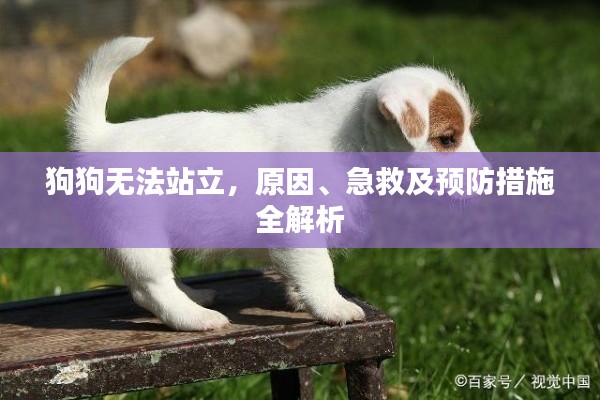 狗狗無法站立，原因、急救及預防措施全解析