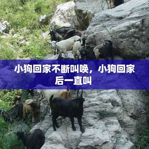 小狗回家不斷叫喚，小狗回家后一直叫 
