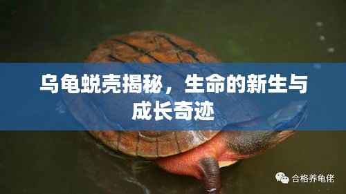 烏龜蛻殼揭秘，生命的新生與成長(zhǎng)奇跡