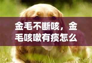 金毛不斷咳，金毛咳嗽有痰怎么治療 