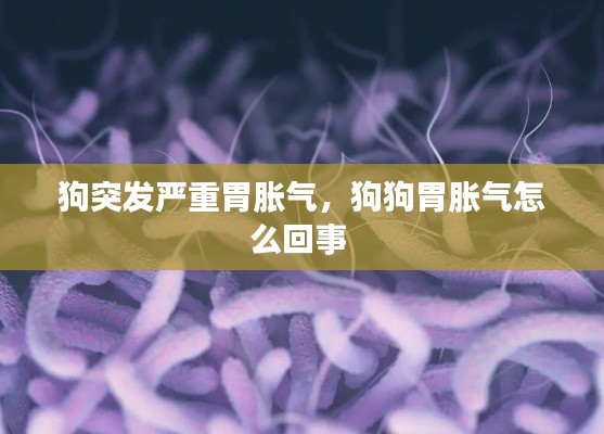 狗突發(fā)嚴重胃脹氣，狗狗胃脹氣怎么回事 