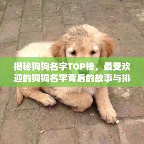 揭秘狗狗名字TOP榜，最受歡迎的狗狗名字背后的故事與排名