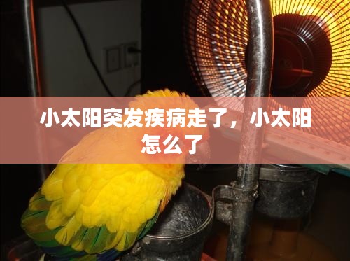 小太陽突發(fā)疾病走了，小太陽怎么了 
