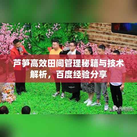 蘆筍高效田間管理秘籍與技術解析，百度經驗分享