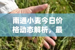 南通小麥今日價格動態解析，最新行情一覽