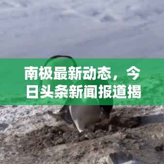 南極最新動態，今日頭條新聞報道揭秘南極最新消息