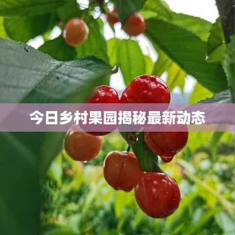 今日鄉(xiāng)村果園揭秘最新動態(tài)