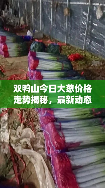 雙鴨山今日大蔥價格走勢揭秘，最新動態一網打盡！