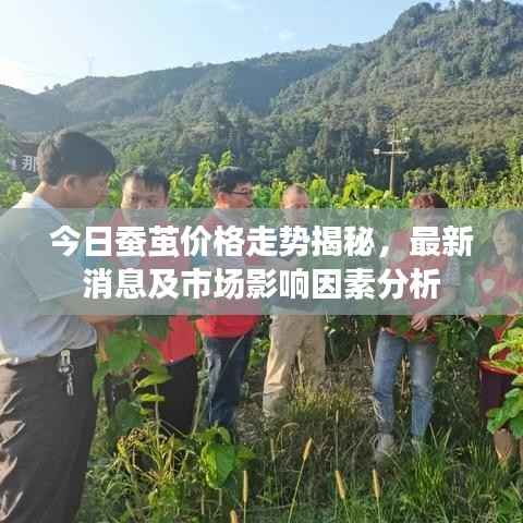 今日蠶繭價(jià)格走勢(shì)揭秘，最新消息及市場(chǎng)影響因素分析