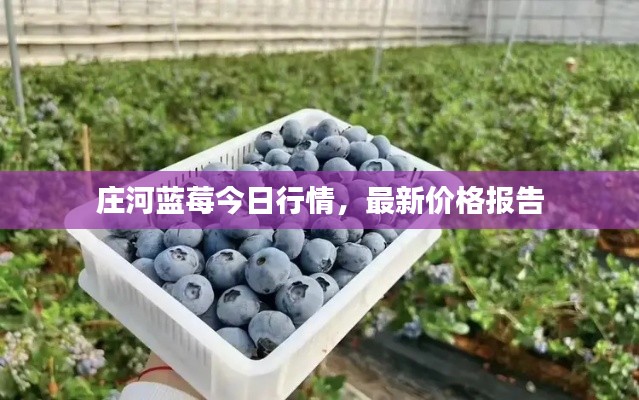莊河藍莓今日行情，最新價格報告