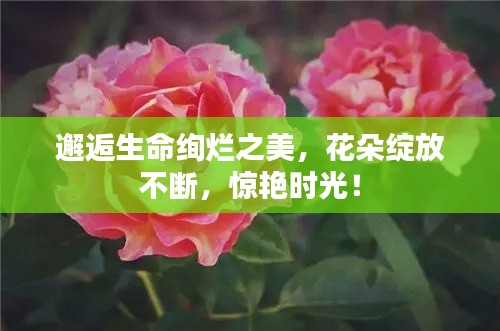 邂逅生命絢爛之美，花朵綻放不斷，驚艷時光！