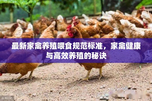 最新家禽養殖喂食規范標準，家禽健康與高效養殖的秘訣