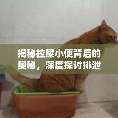 揭秘拉屎小便背后的奧秘，深度探討排泄系統(tǒng)的秘密