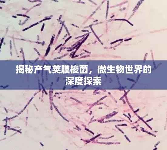 揭秘產(chǎn)氣莢膜梭菌，微生物世界的深度探索