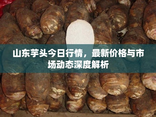 山東芋頭今日行情，最新價格與市場動態深度解析