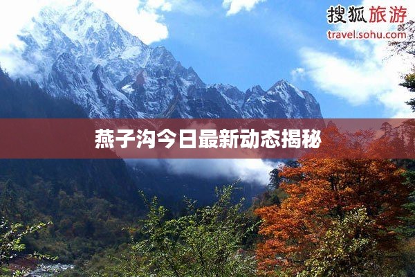 燕子溝今日最新動態揭秘