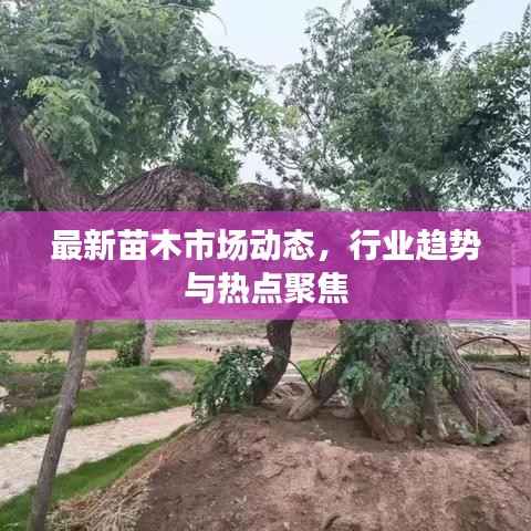 最新苗木市場動態，行業趨勢與熱點聚焦