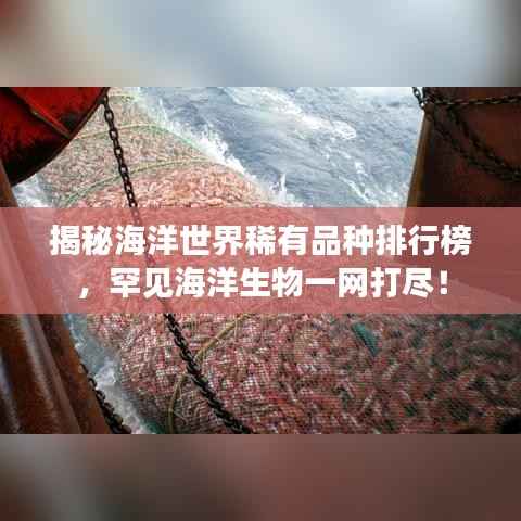 揭秘海洋世界稀有品種排行榜，罕見海洋生物一網打盡！