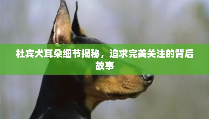 杜賓犬耳朵細(xì)節(jié)揭秘，追求完美關(guān)注的背后故事
