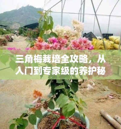 三角梅栽培全攻略，從入門到專家級的養護秘籍！