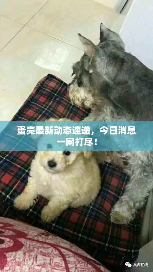 蛋殼最新動態速遞，今日消息一網打盡！