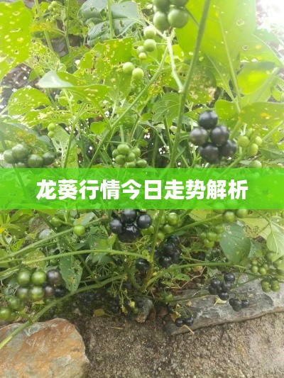 龍葵行情今日走勢(shì)解析