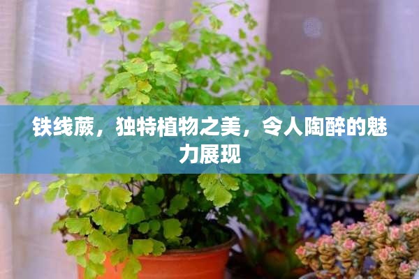 鐵線蕨，獨特植物之美，令人陶醉的魅力展現