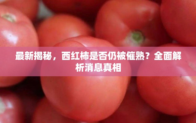 最新揭秘，西紅柿是否仍被催熟？全面解析消息真相