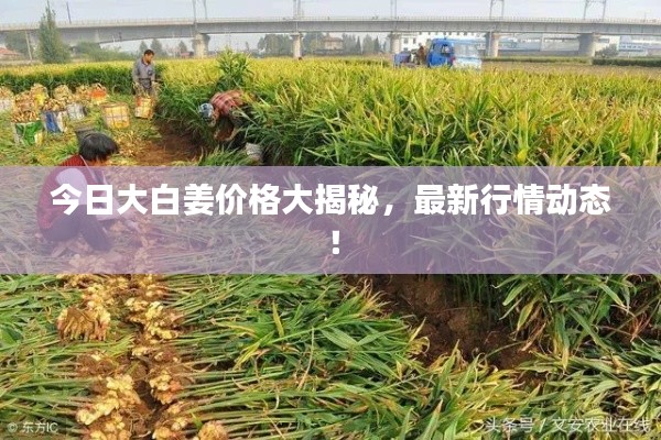 今日大白姜價(jià)格大揭秘，最新行情動(dòng)態(tài)！