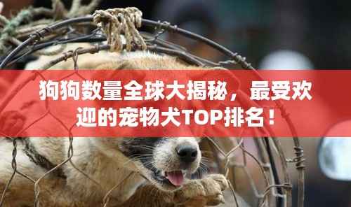 狗狗數(shù)量全球大揭秘，最受歡迎的寵物犬TOP排名！