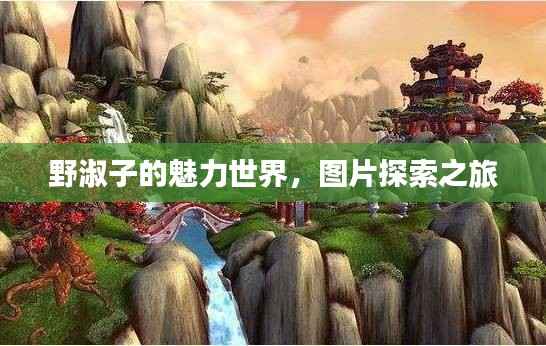 野淑子的魅力世界，圖片探索之旅