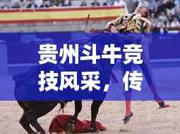 貴州斗牛競技風采，傳統運動的榮耀與傳承，世界排名揭曉！