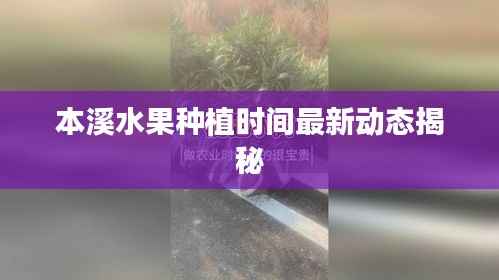 本溪水果種植時間最新動態揭秘