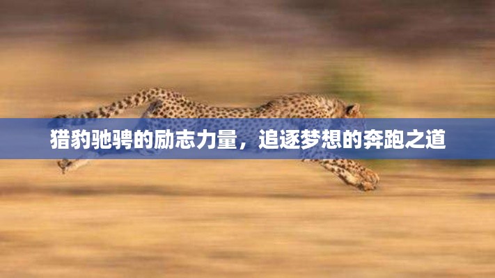 獵豹馳騁的勵(lì)志力量，追逐夢(mèng)想的奔跑之道
