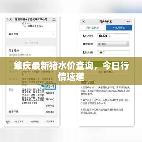 肇慶最新豬水價(jià)查詢(xún)，今日行情速遞