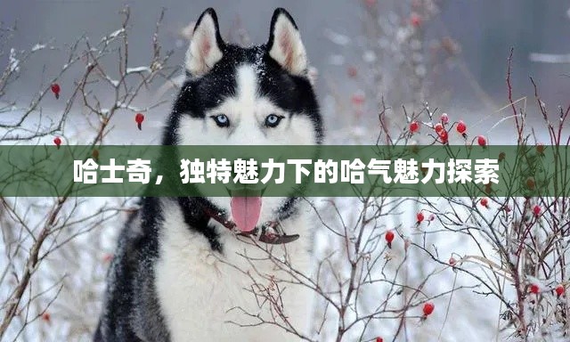 哈士奇，獨(dú)特魅力下的哈氣魅力探索