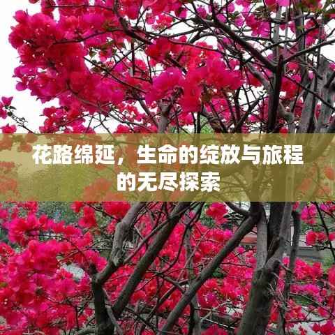 花路綿延，生命的綻放與旅程的無盡探索