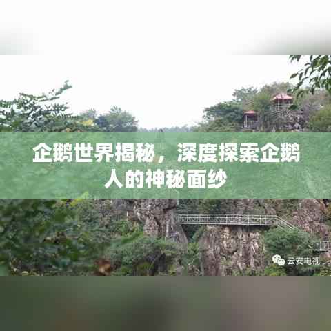 企鵝世界揭秘，深度探索企鵝人的神秘面紗